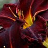 Hemerocallis Ed Murray